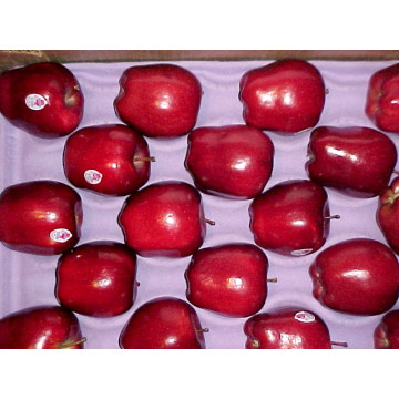 Süßer roter frischer Huaniu Apple Lieferant
